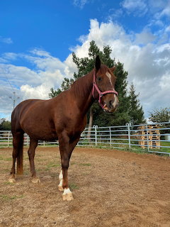 Brown horse with white leg markings standing in outdoor paddock under blue sky