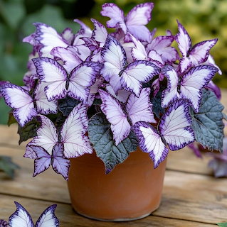Potted butterfly begonia with pale purple leaves and dark purple edges on a wooden table
