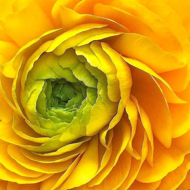 Close-up of a yellow flower with layered petals and a green center