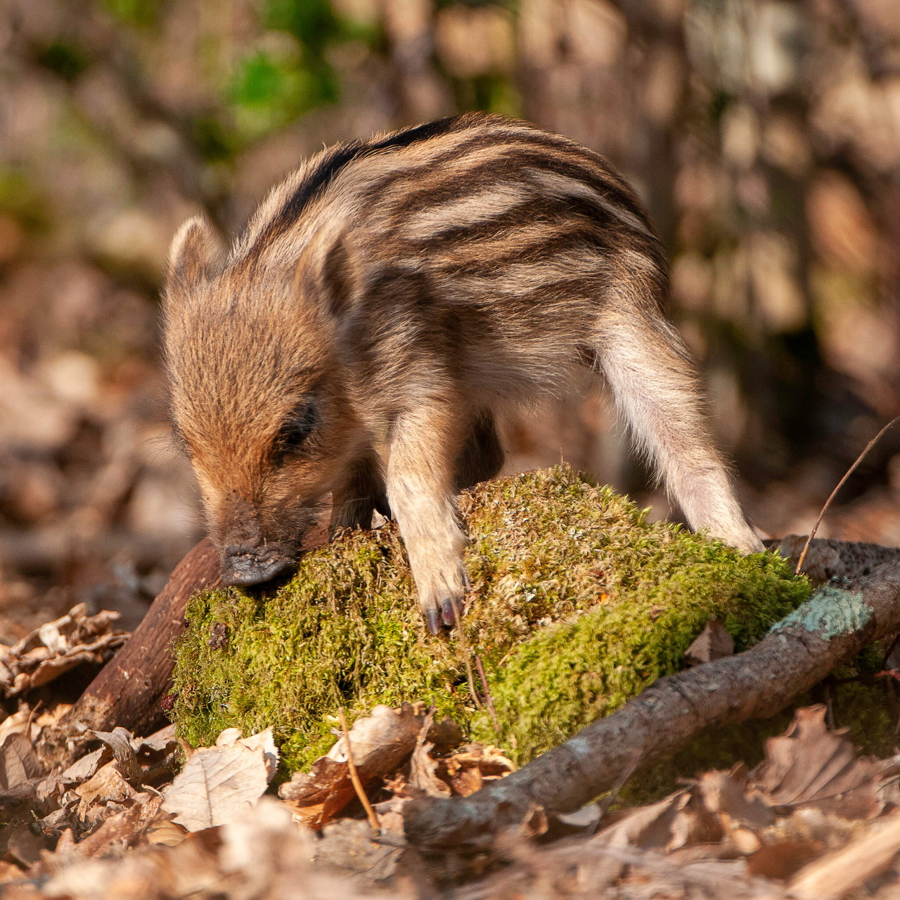 Striped wild boar piglet standing on moss-covered log surrounded by dry leaves