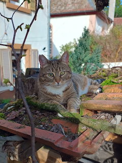 Tabby Cat on Woodpile