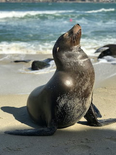 Sea lion with mouth open sitting on sandy beach with ocean waves behind
