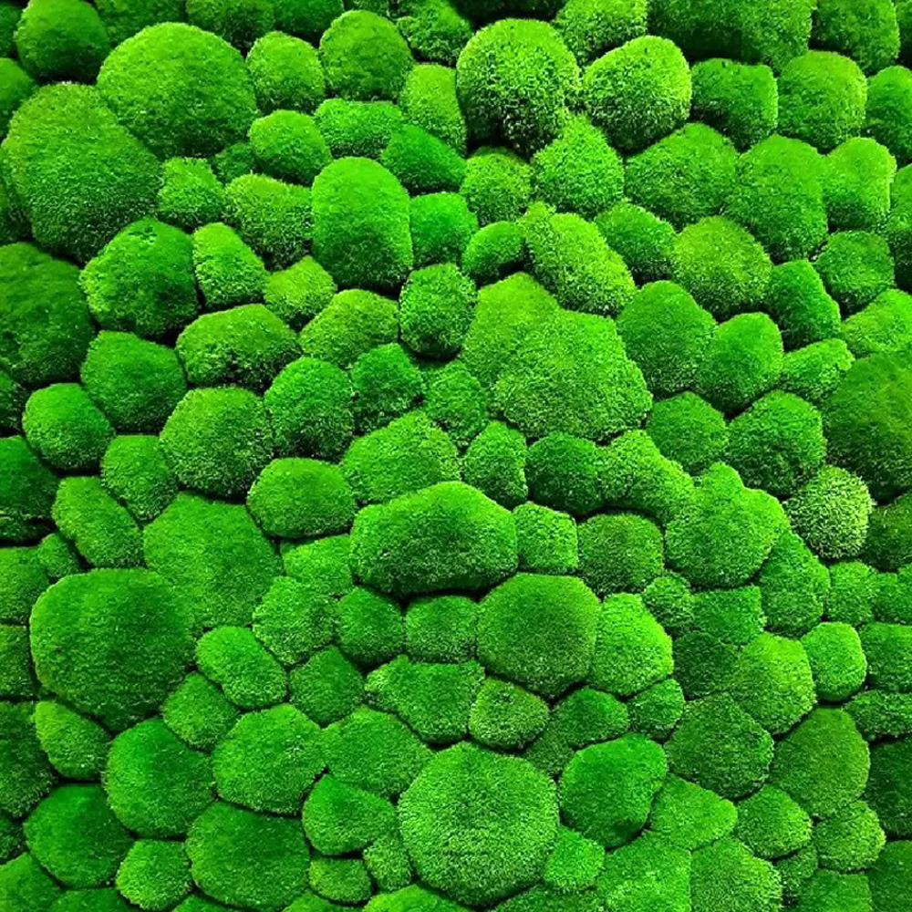 Close-up of bright green moss spheres densely packed together forming a textured wall panel