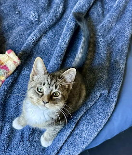 Tabby kitten with green eyes looking up while wrapped in a blue blanket