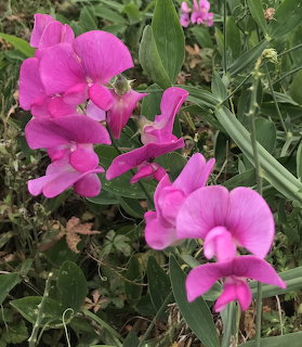 Close-up of bright pink sweet pea flowers with green leaves and stems in a garden setting