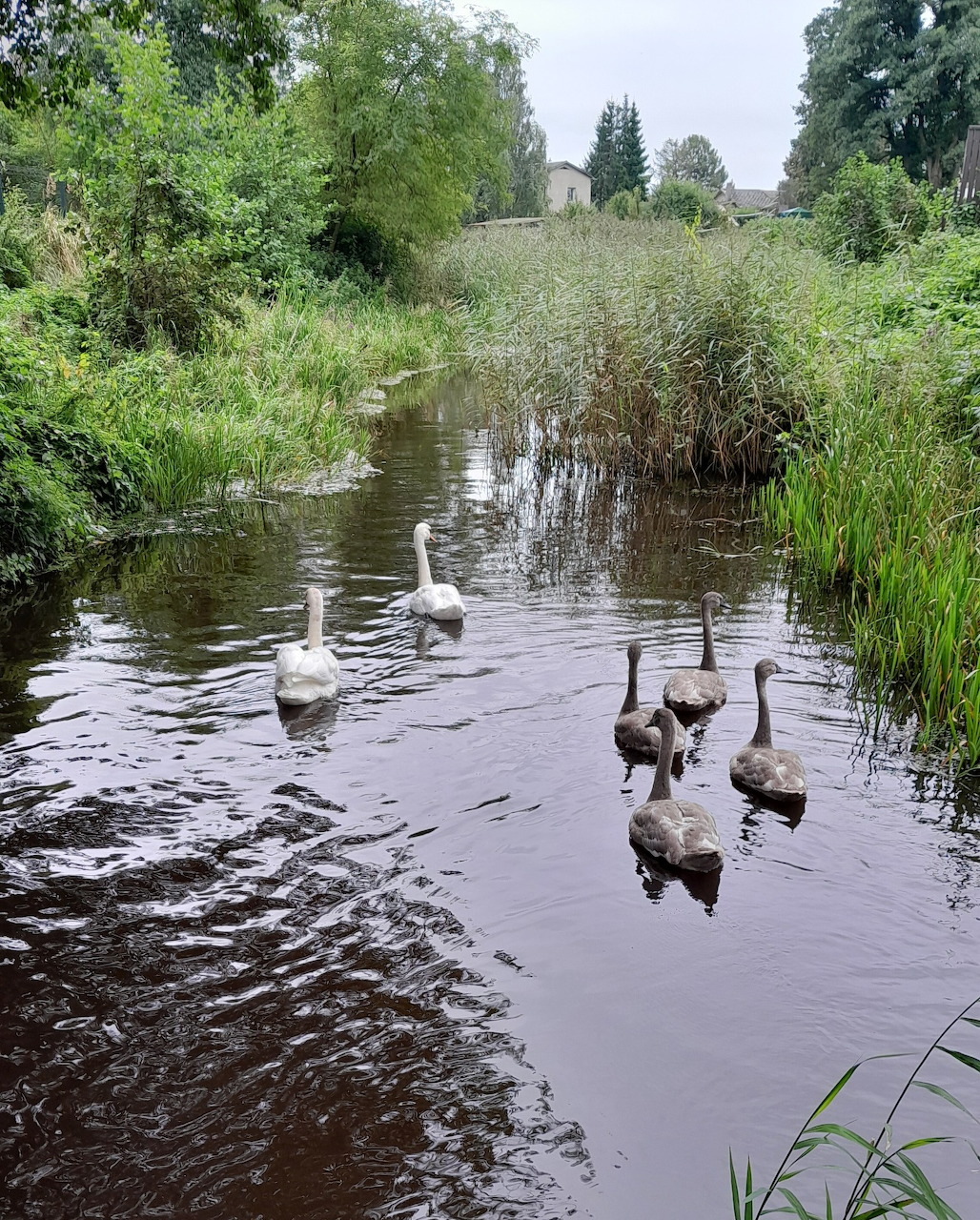 Swan family with two adults and three cygnets swimming on a pond surrounded by greenery