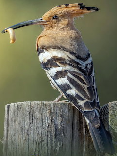 Hoopoe bird with raised crest perched on wooden post