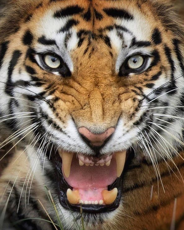 Tiger Portrait