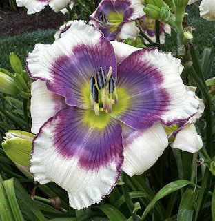 Close-up of a white and purple daylily flower with green foliage behind it