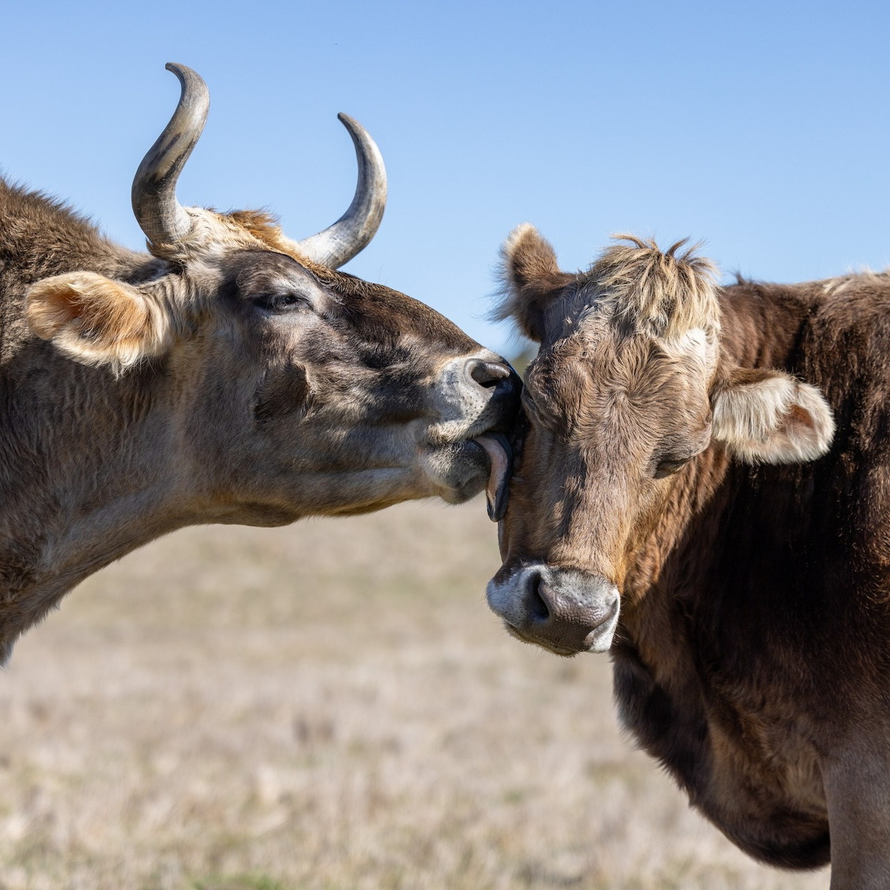 Two brown cows touching faces in a field under a blue sky