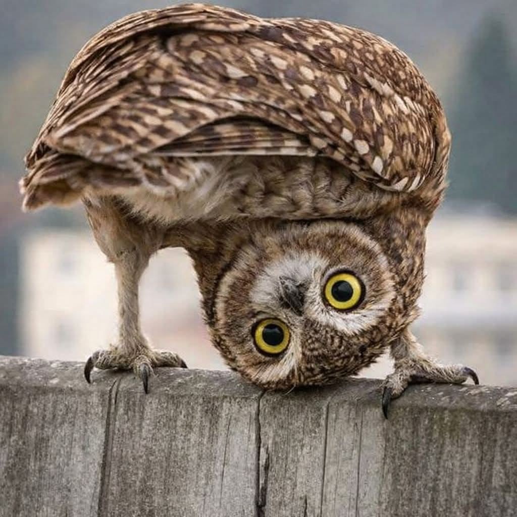 Brown owl hanging upside down on a wooden fence with wide yellow eyes