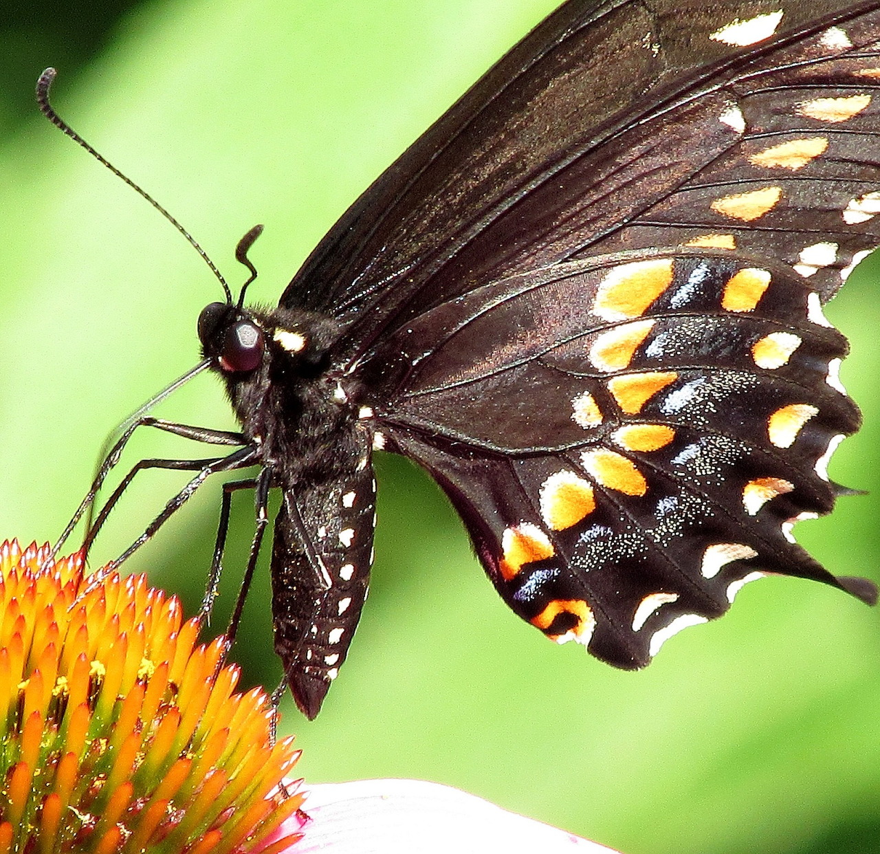 Black swallowtail butterfly on orange coneflower with green bokeh background