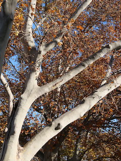 White-barked tree with autumn brown leaves viewed from below against a blue sky