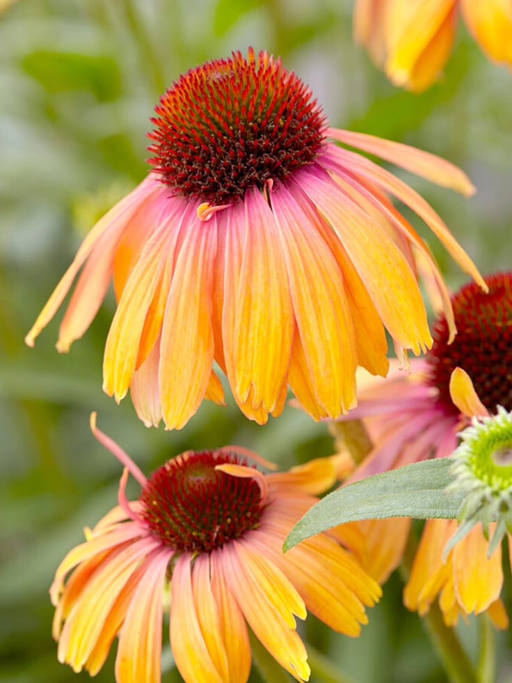 Close-up of colorful coneflowers with orange and pink petals and dark reddish-brown centers