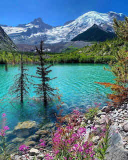 Mount Rainier above a turquoise alpine lake with wildflowers, rocks, and evergreen trees