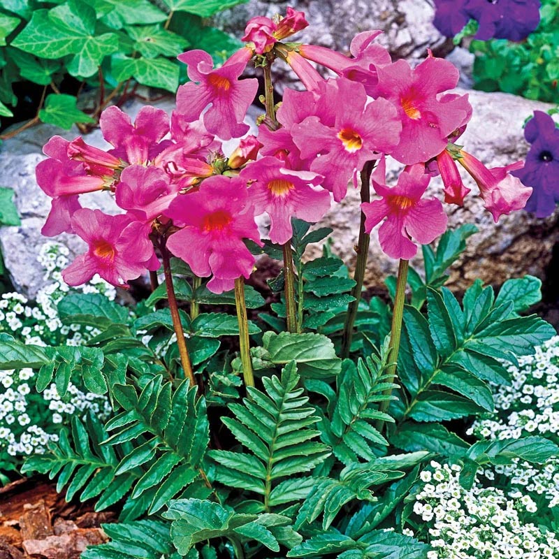 Bright pink flowers blooming in a garden bed with green leaves, white flowers, and rocks