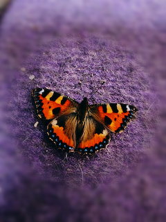 Small tortoiseshell butterfly with orange and black wings resting on a purple fuzy surface