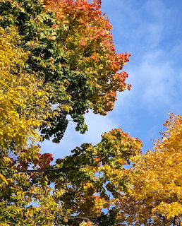 Maple trees with colorful autumn leaves in green, yellow, orange and red against a blue sky