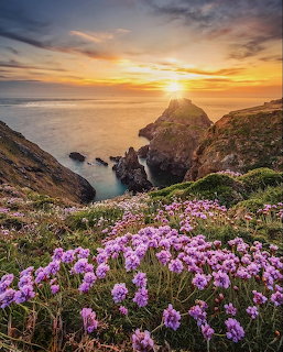 Coastal Sunset with Wildflowers