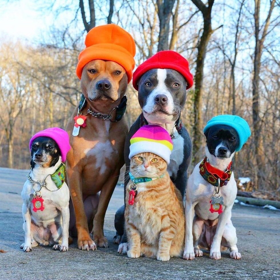 Four dogs and an orange cat wearing bright knit hats sit together outdoors in winter