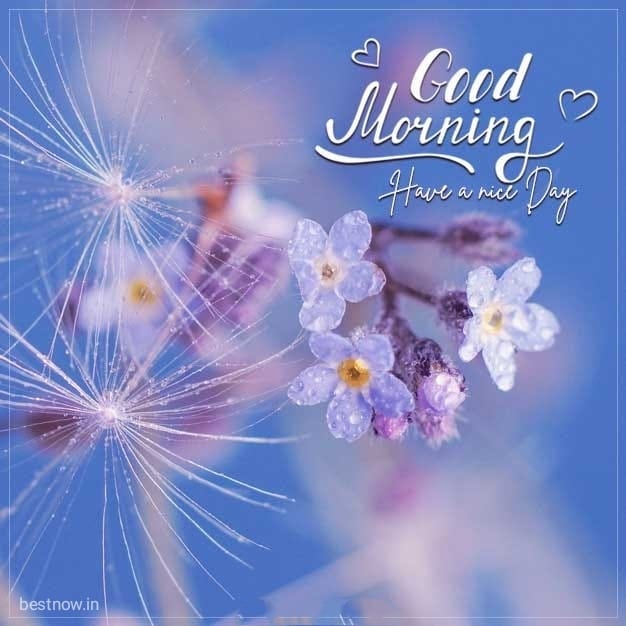 White blossoms with sparkles and Good Morning text on blue pink gradient background