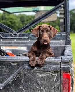 Brown Labrador Pupy in Truck Bed