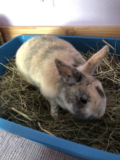 Small tan and gray buny sitting in a blue litter tray filled with hay indoors