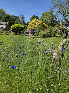 Mayfield Garden Cossington Wildflowers