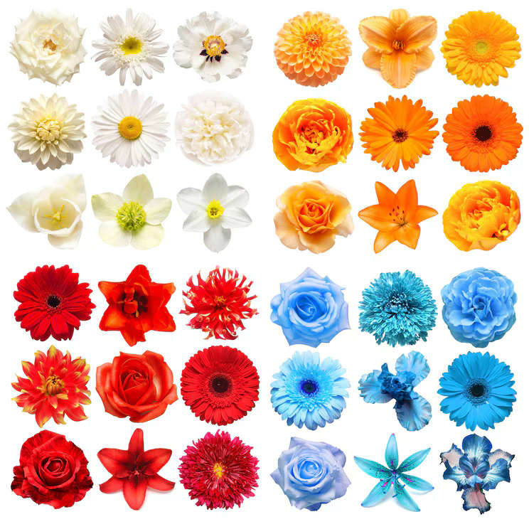Colorful Flower Collage