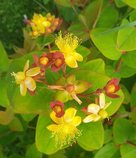 Close-up of yellow hypericum blossoms and buds among green leaves