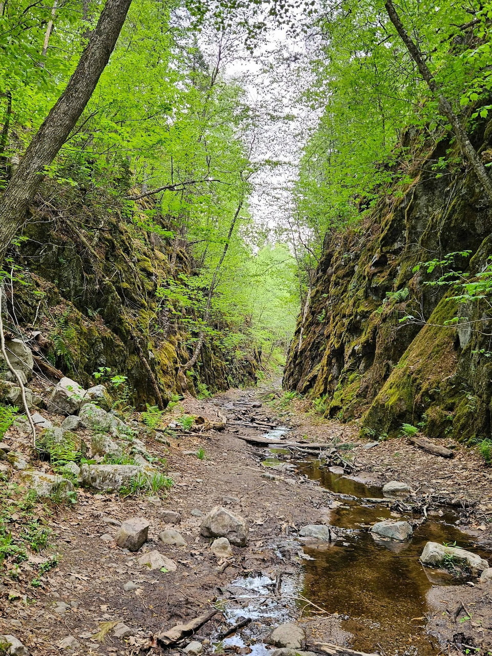 Narrow forest ravine with rocky stream, moss-covered stone walls, and green tree canopy overhead in misty conditions