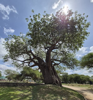 Large baobab tree on grassy land beneath a blue sky with scattered clouds
