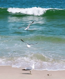 Three seagulls on a sandy beach with one standing and two flying over turquoise waves