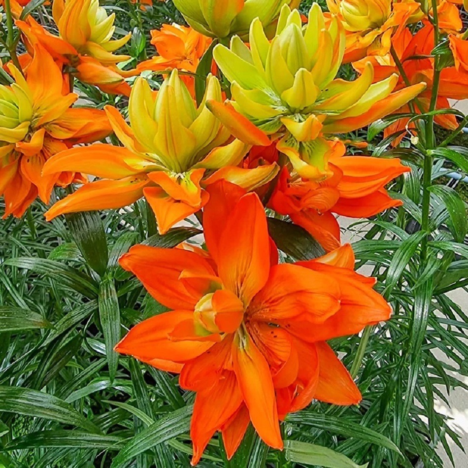 Close-up of bright orange and yellow double lily flowers with green leaves