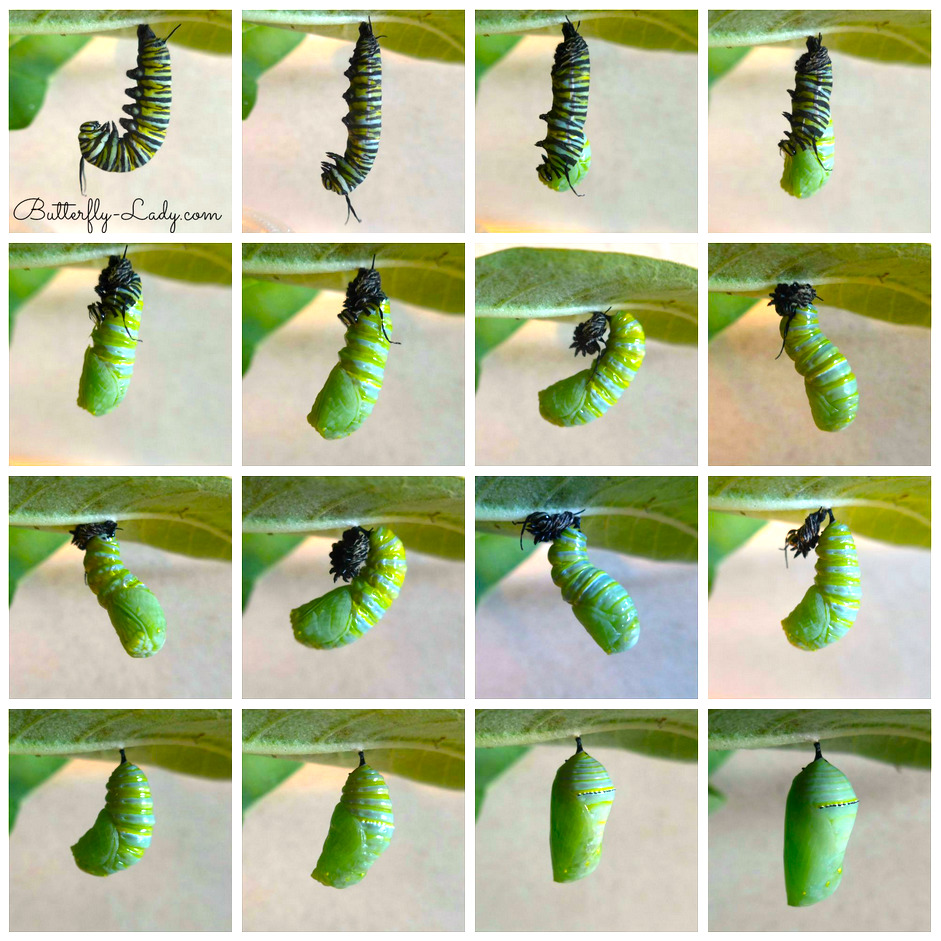 Grid collage of a caterpillar forming a green butterfly chrysalis under a leaf