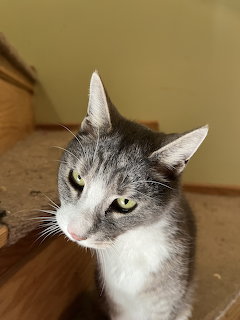 Cranky Cat