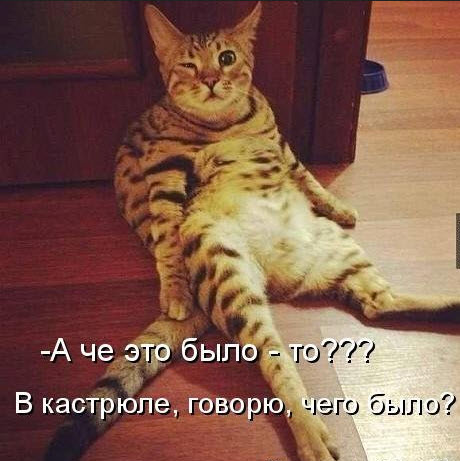 Cat Sitting Like Human