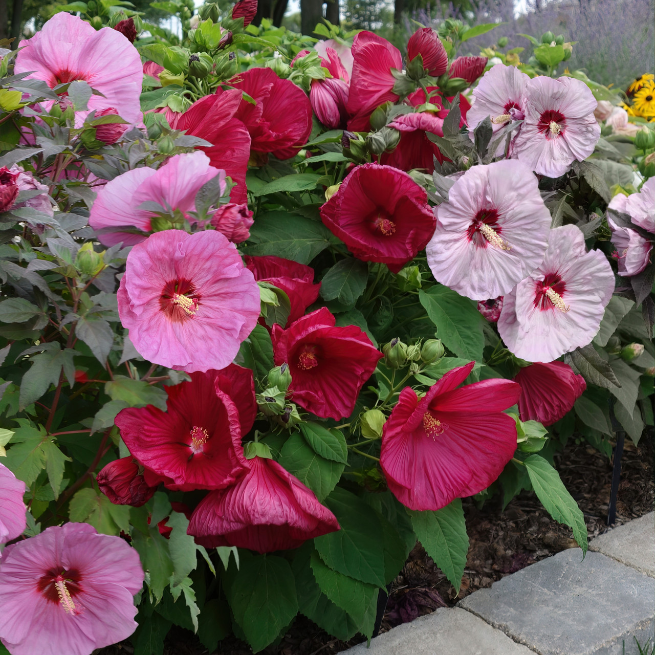 Pink, red, and white hardy hibiscus flowers blooming in garden bed with green leaves