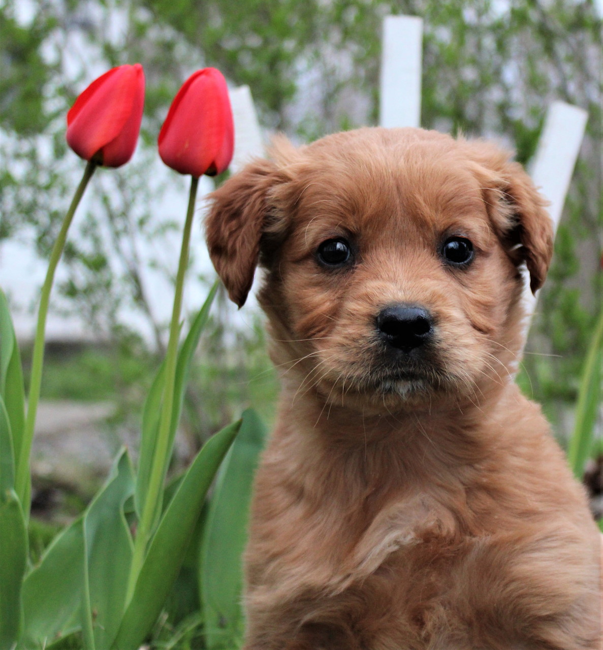 Golden-brown puppy sitting next to red tulips in a garden