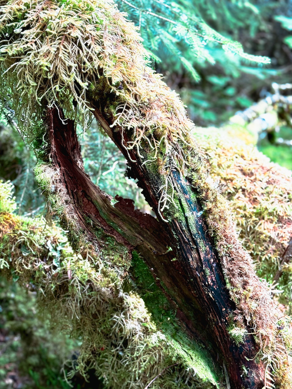Mossy Forest Log
