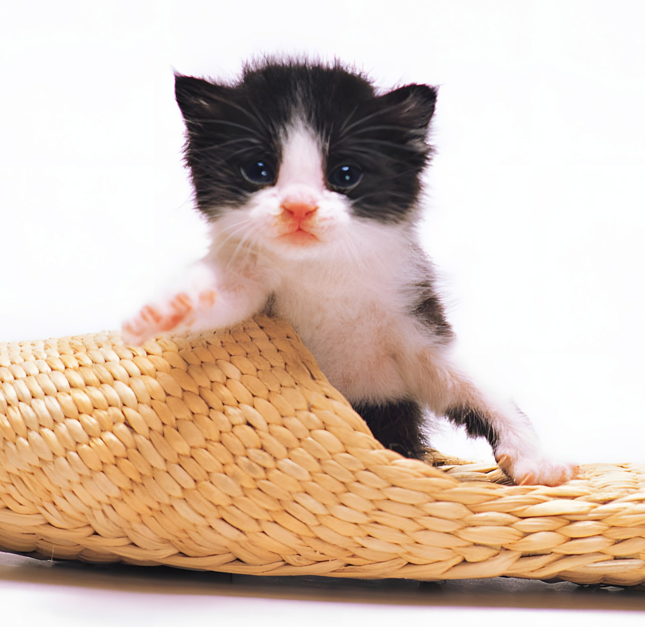 Black and white tuxedo kitten standing on woven wicker basket on white background