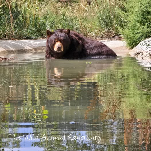 Black Bear in Pond