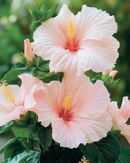 Two large pale pink hibiscus flowers with yellow centers and green foliage