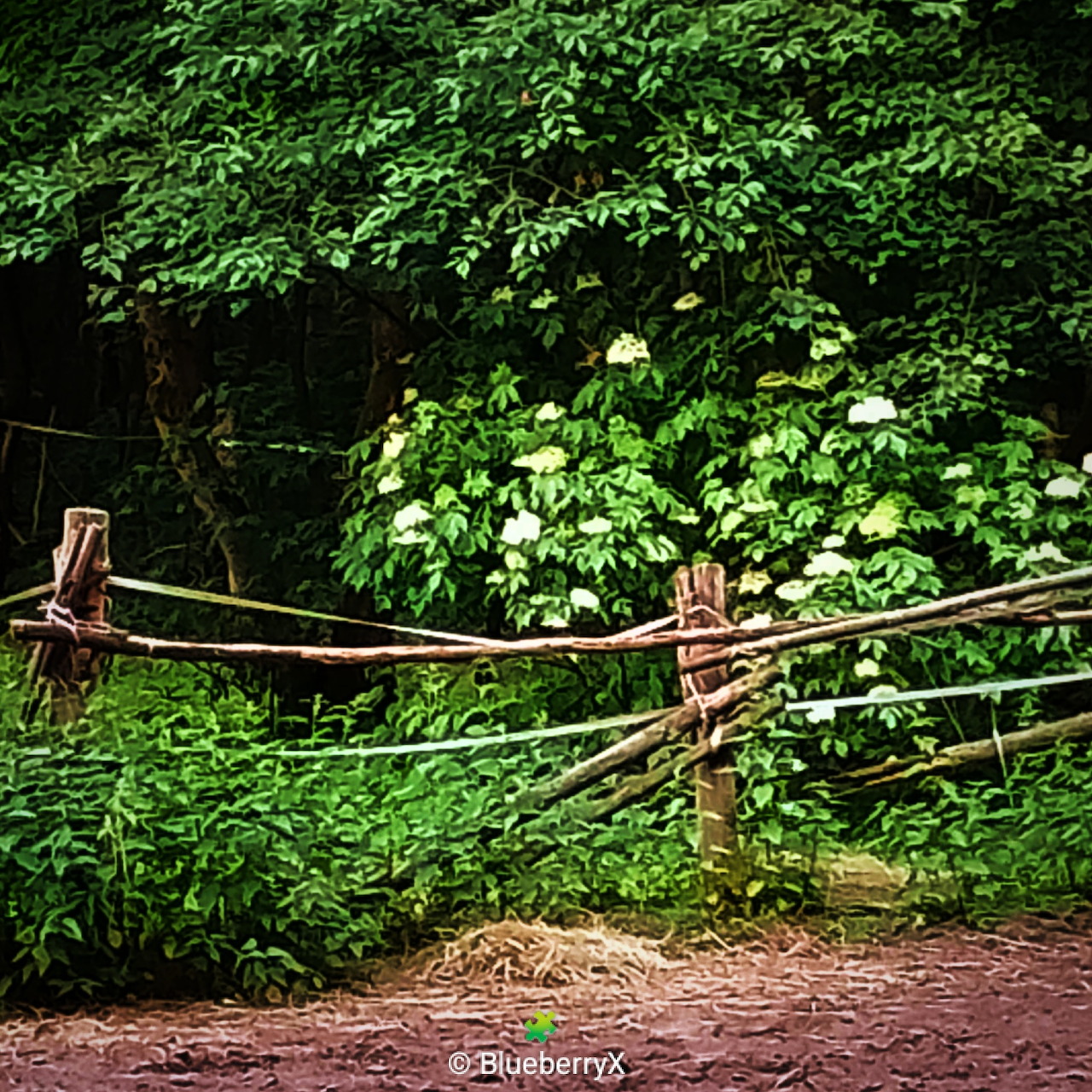 Forest Paths