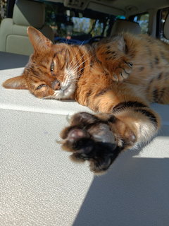 Playful Bengal Cat