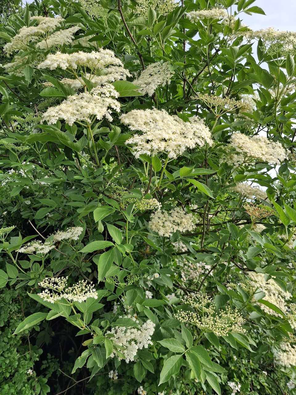 Elderflower Blooms Close-Up