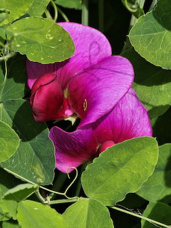 Close-up of a bright magenta sweet pea flower with curling petals among green leaves