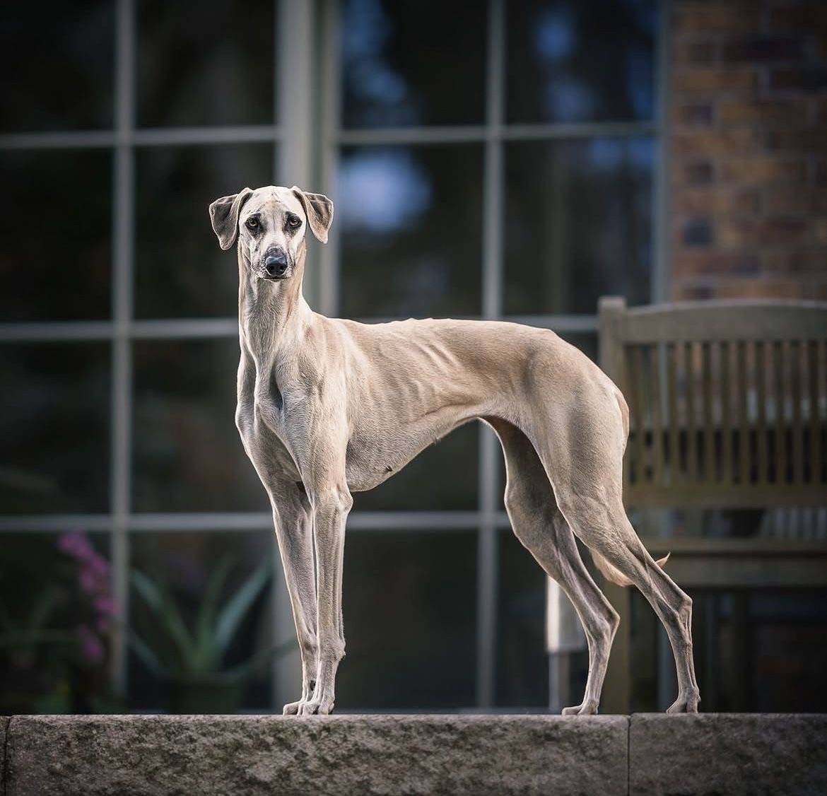 Tan Sloughi dog standing in profile on stone ledge outdoors