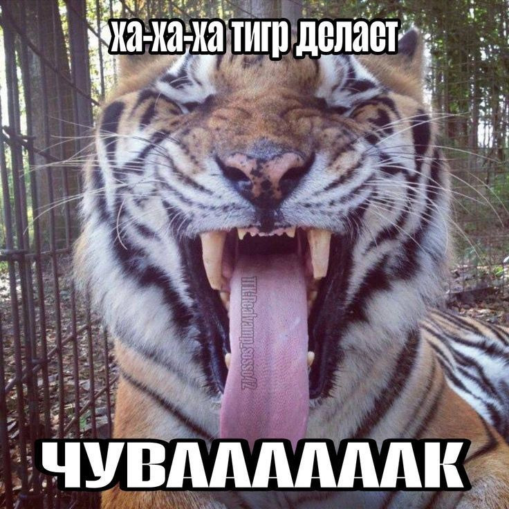 Tiger Meme Close-Up