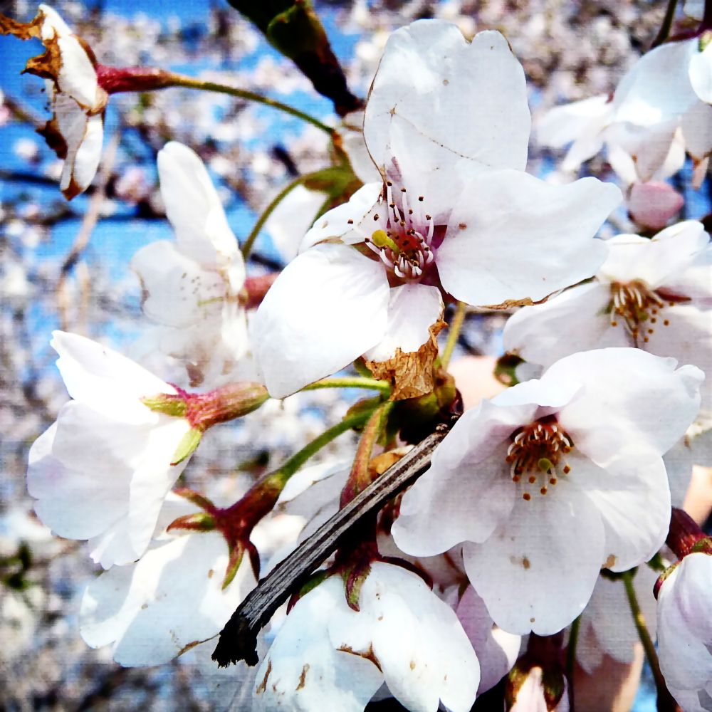 Cherry Blossoms